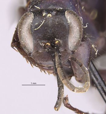 Media type: image;   Entomology 26231 Aspect: head frontal view